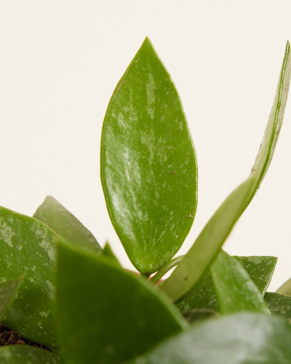 Hoya Wax plant Gracilis