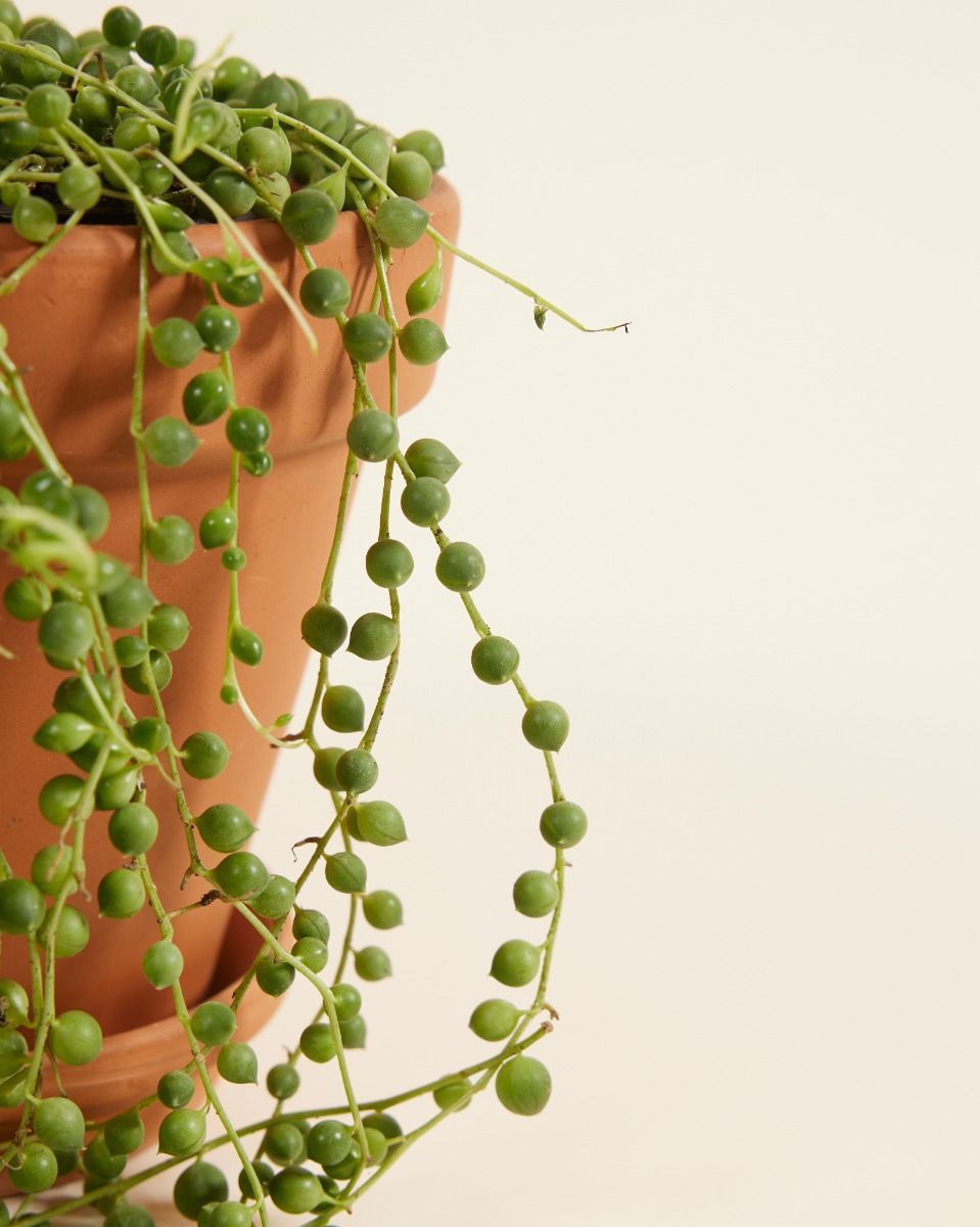 Senecio Rowleyanus