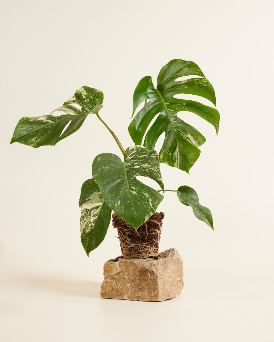 Monstera Deliciosa Variegata (B-grade)