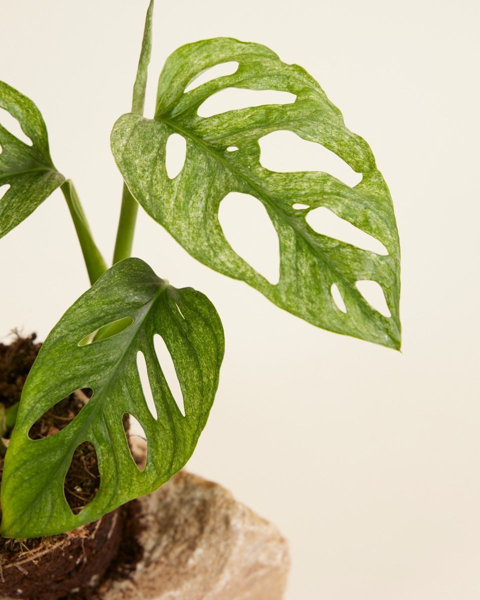 Monstera Plante-gruyère Adansonii Mint