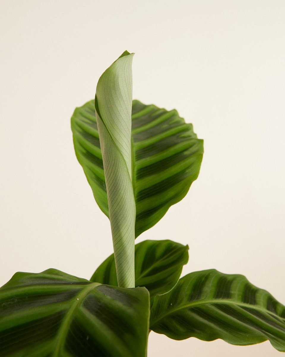 Calathea Plante paon Zebrina