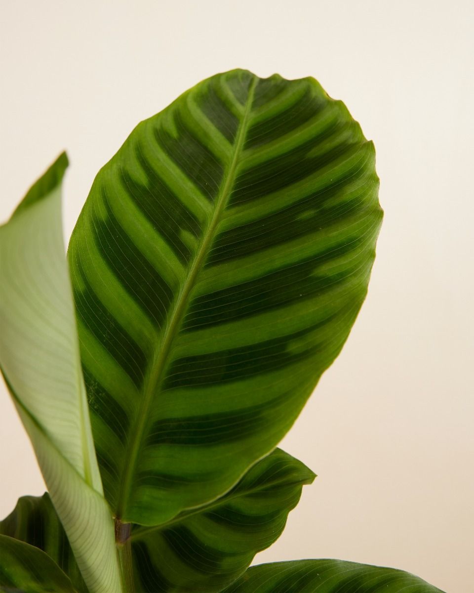 Calathea Plante paon Zebrina