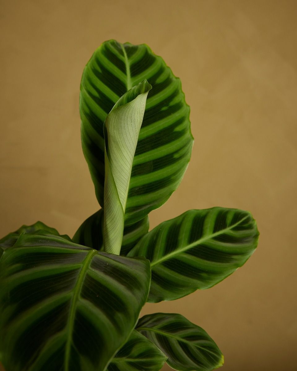 Calathea Plante paon Zebrina