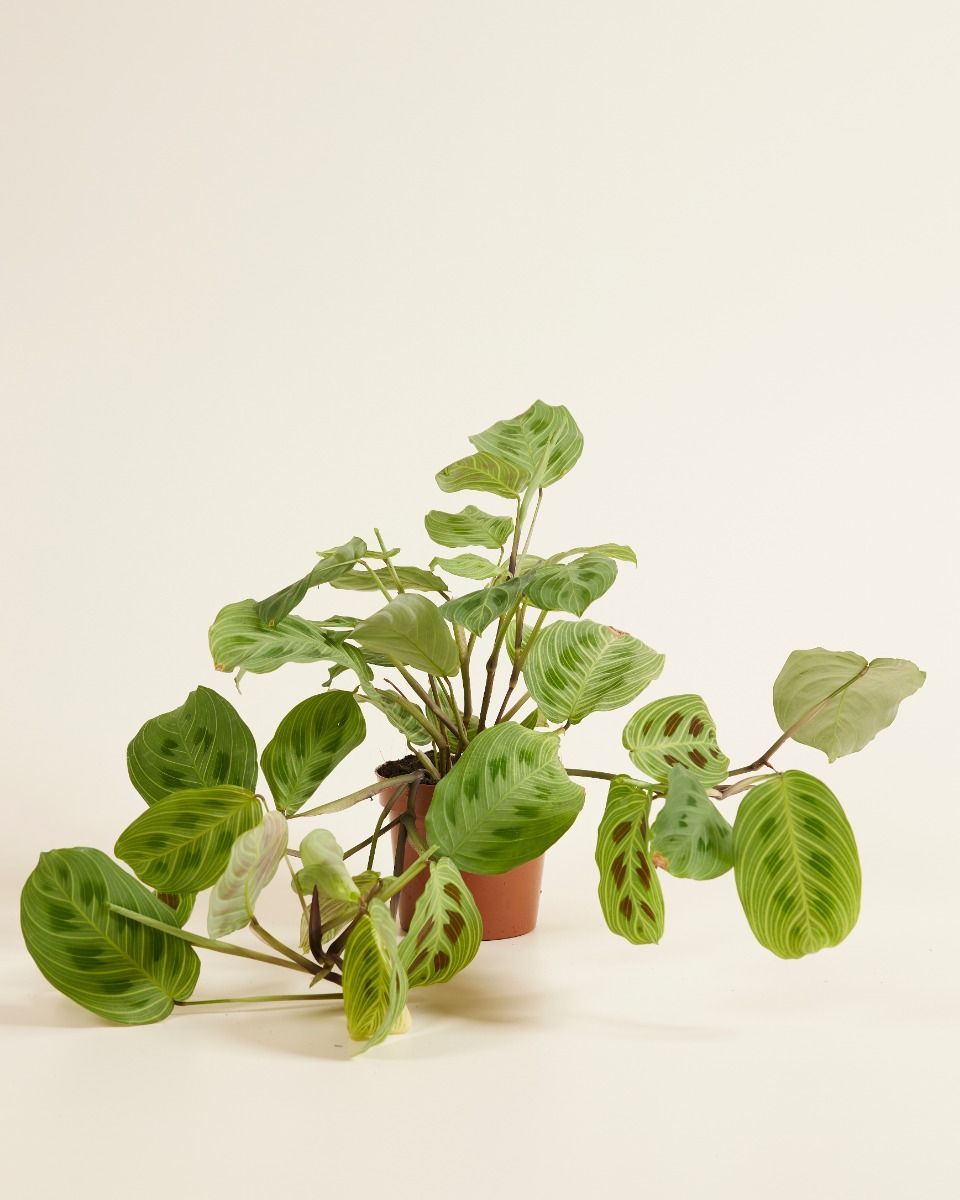 Maranta Light Veins