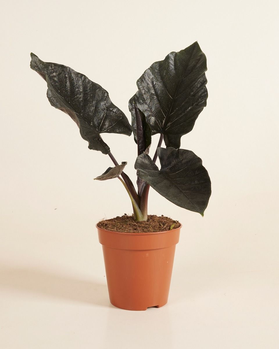 Alocasia Elephant Ears Antoro