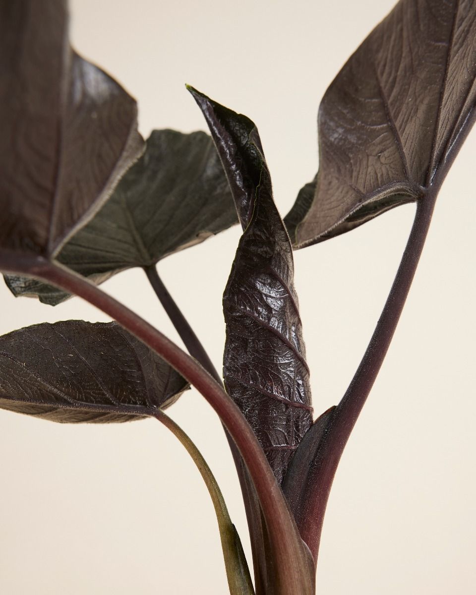 Alocasia Orecchie di Elefante Antoro