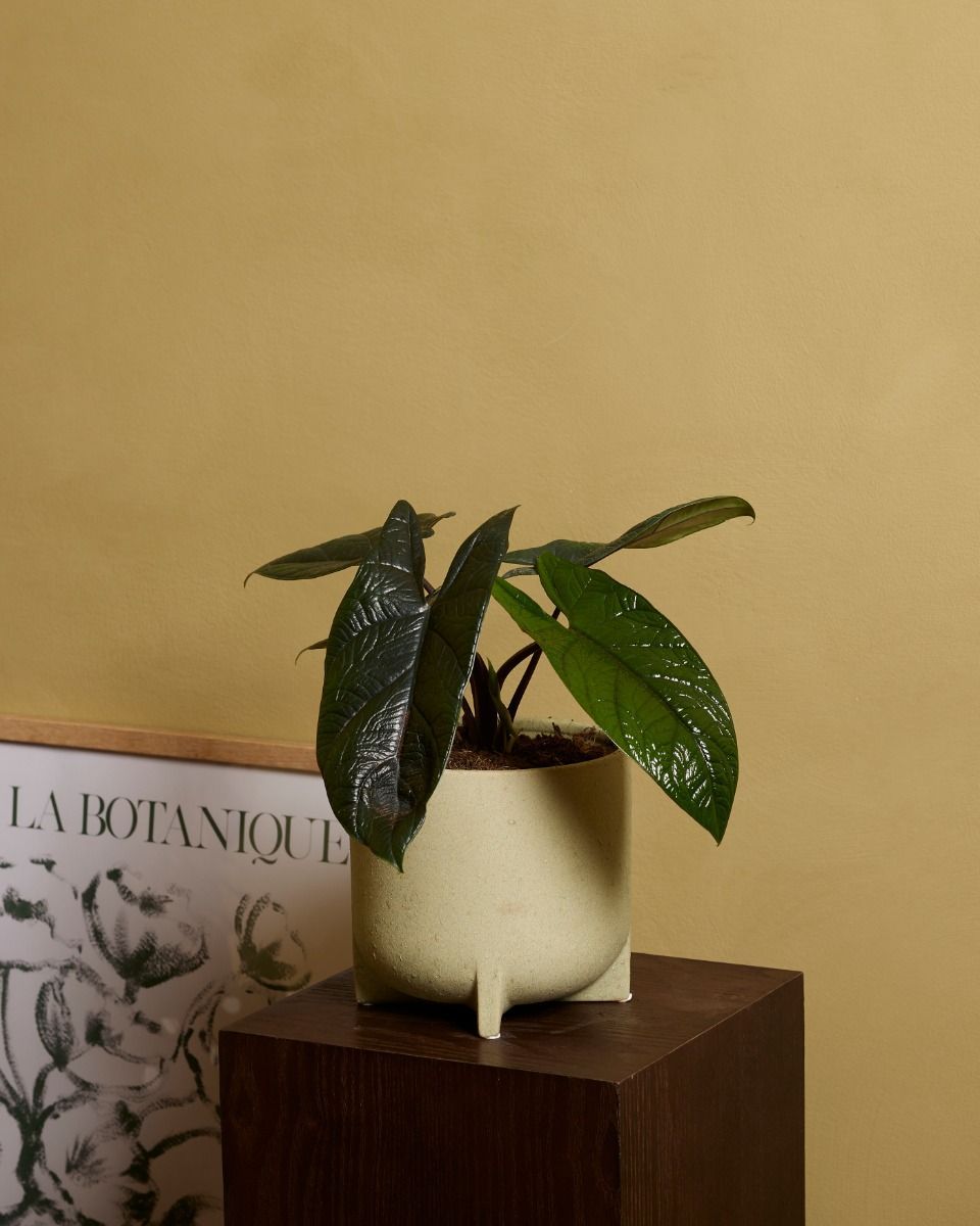 Alocasia Olifantsoor Scalprum