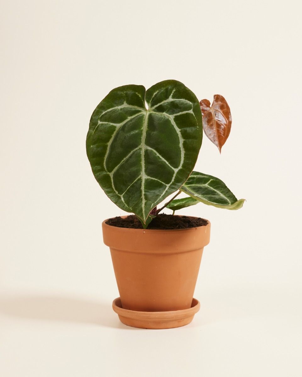 Anthurium Anturio Crystallinum