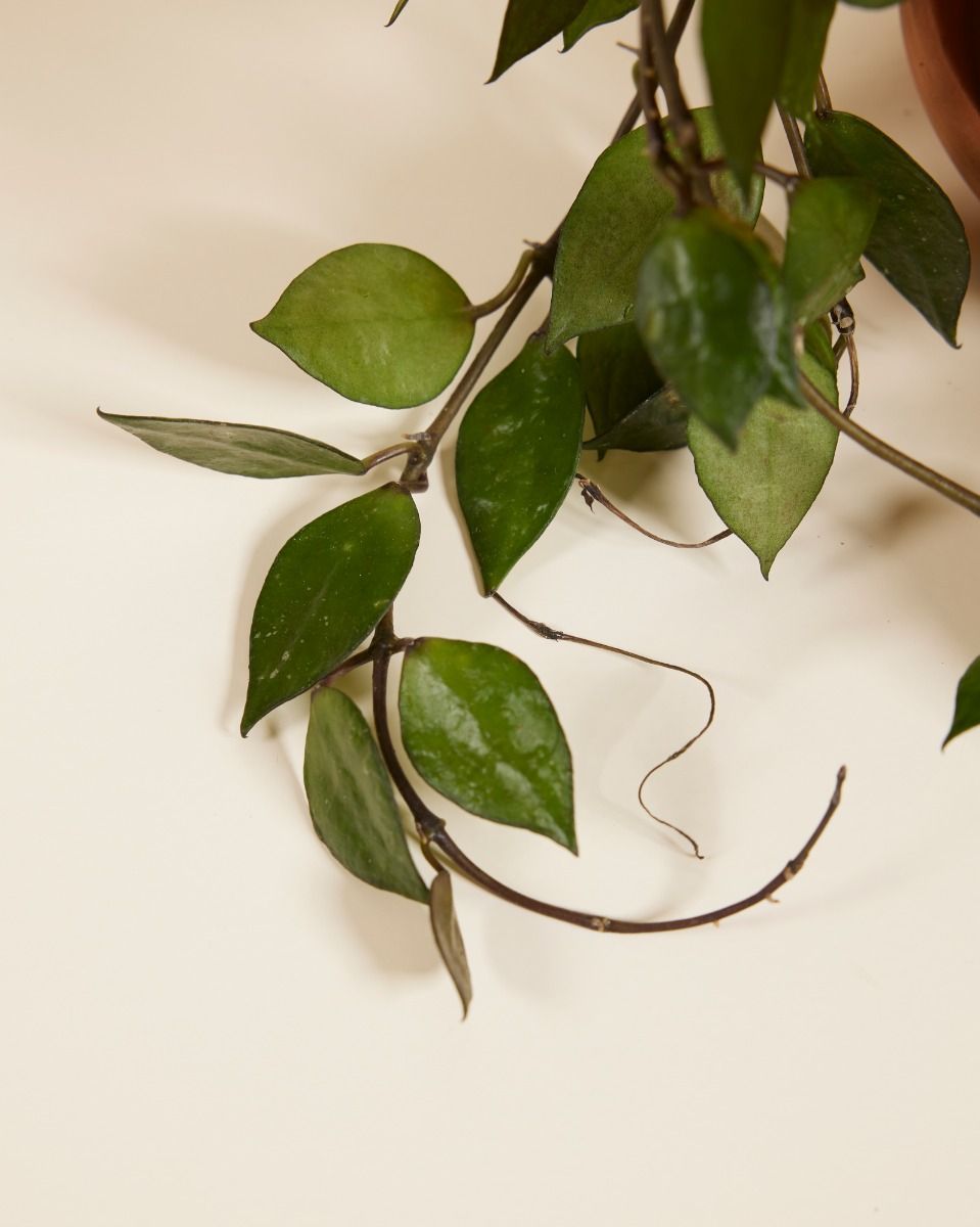 Hoya Kroniana Black