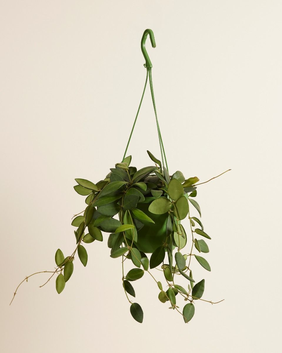 Hoya Burtoniae Green