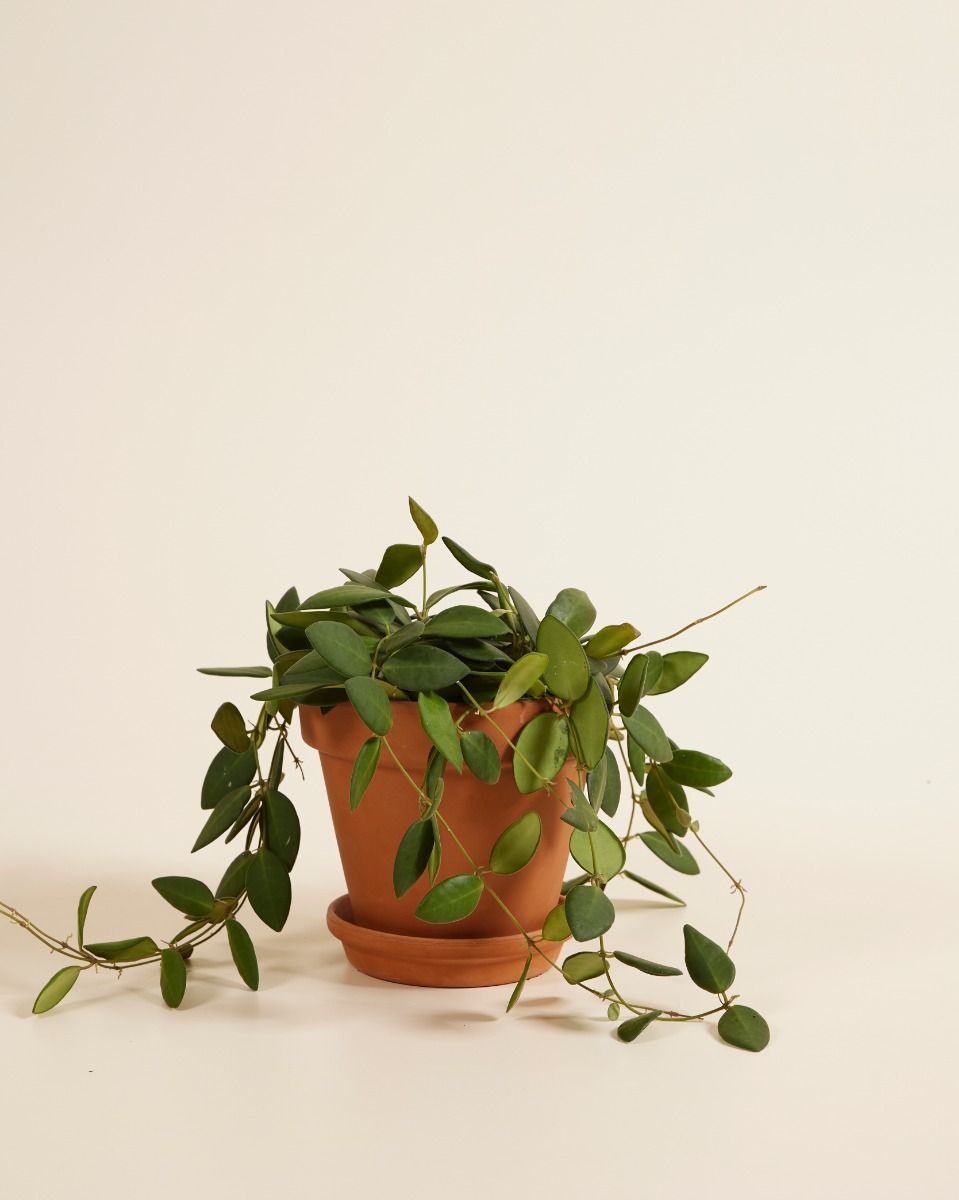 Hoya Burtoniae Green