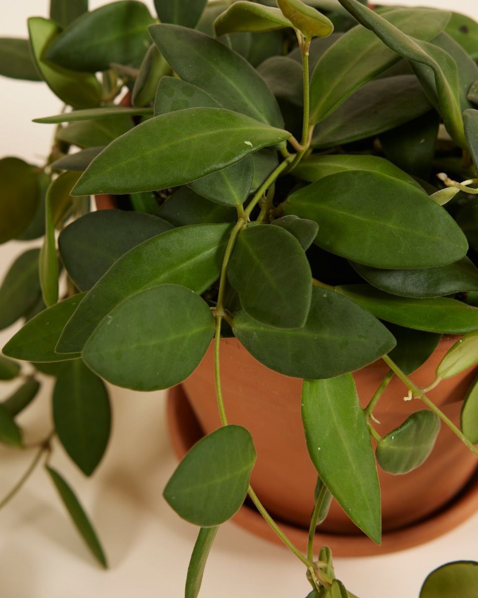 Hoya Burtoniae Green