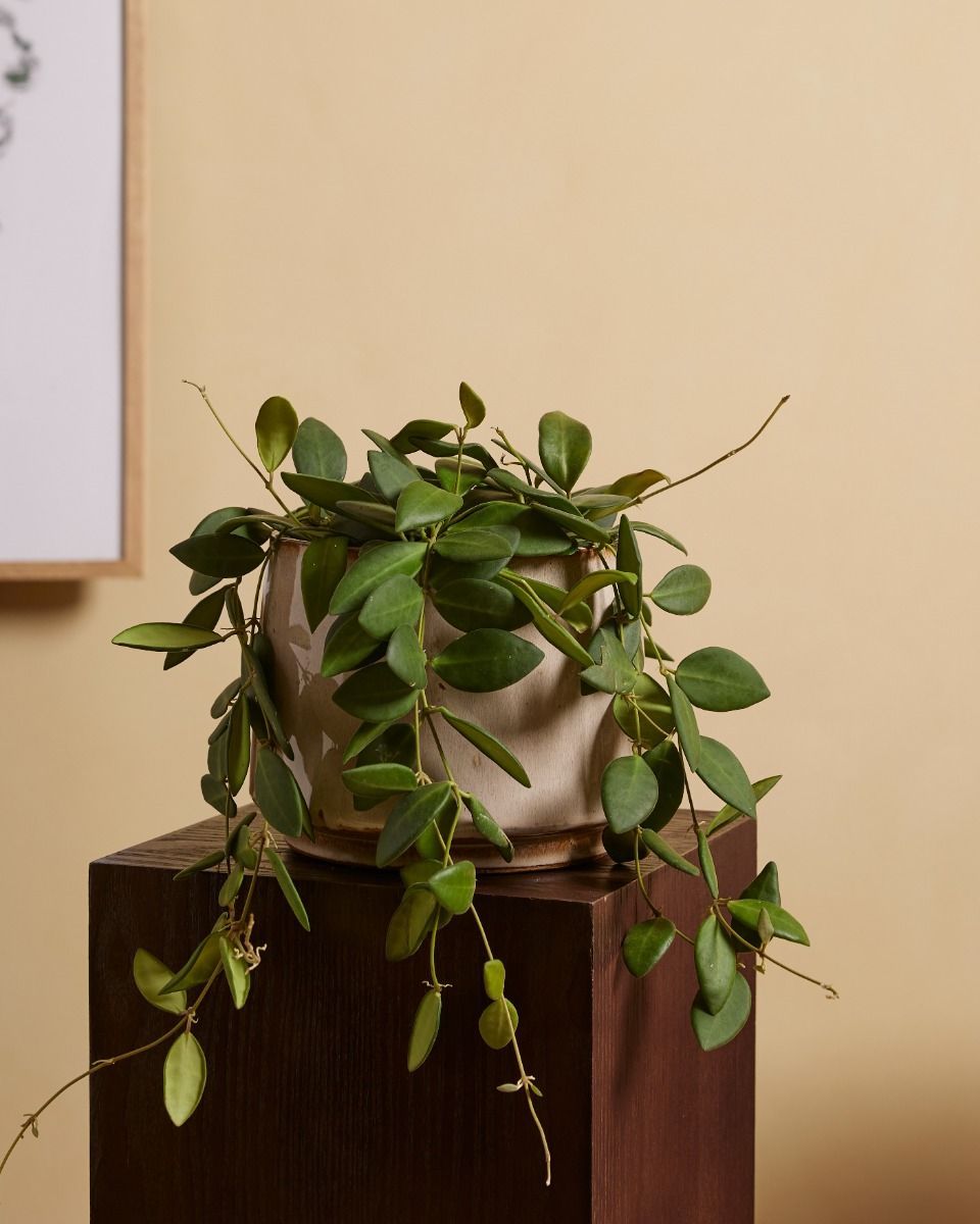 Hoya Burtoniae Green