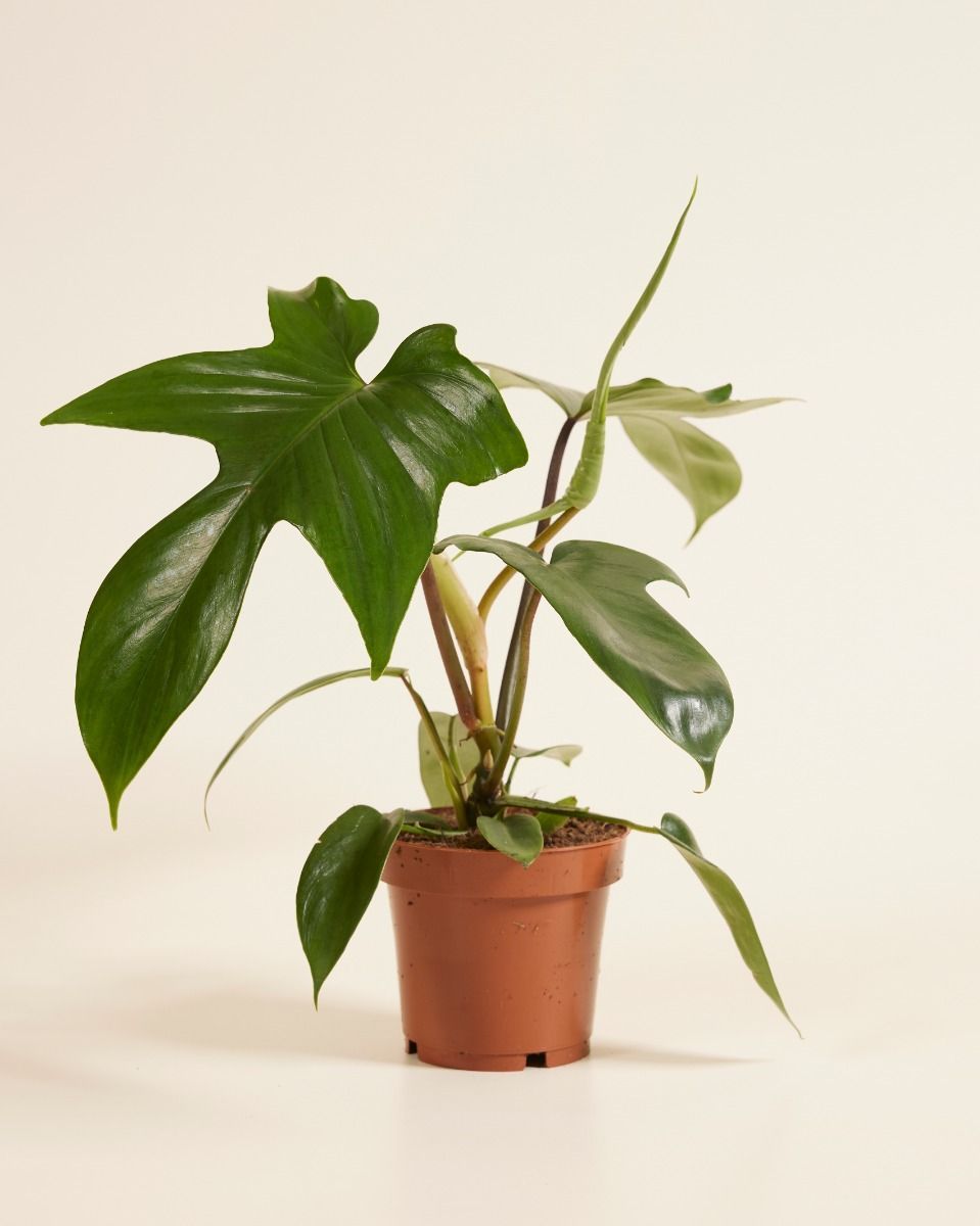 Philodendron Florida Green
