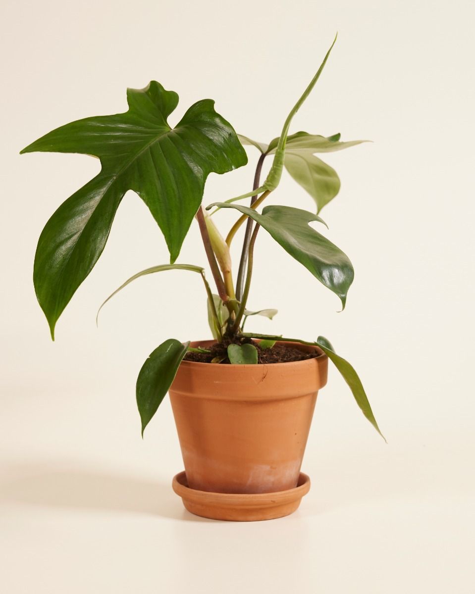 Philodendron Florida Green