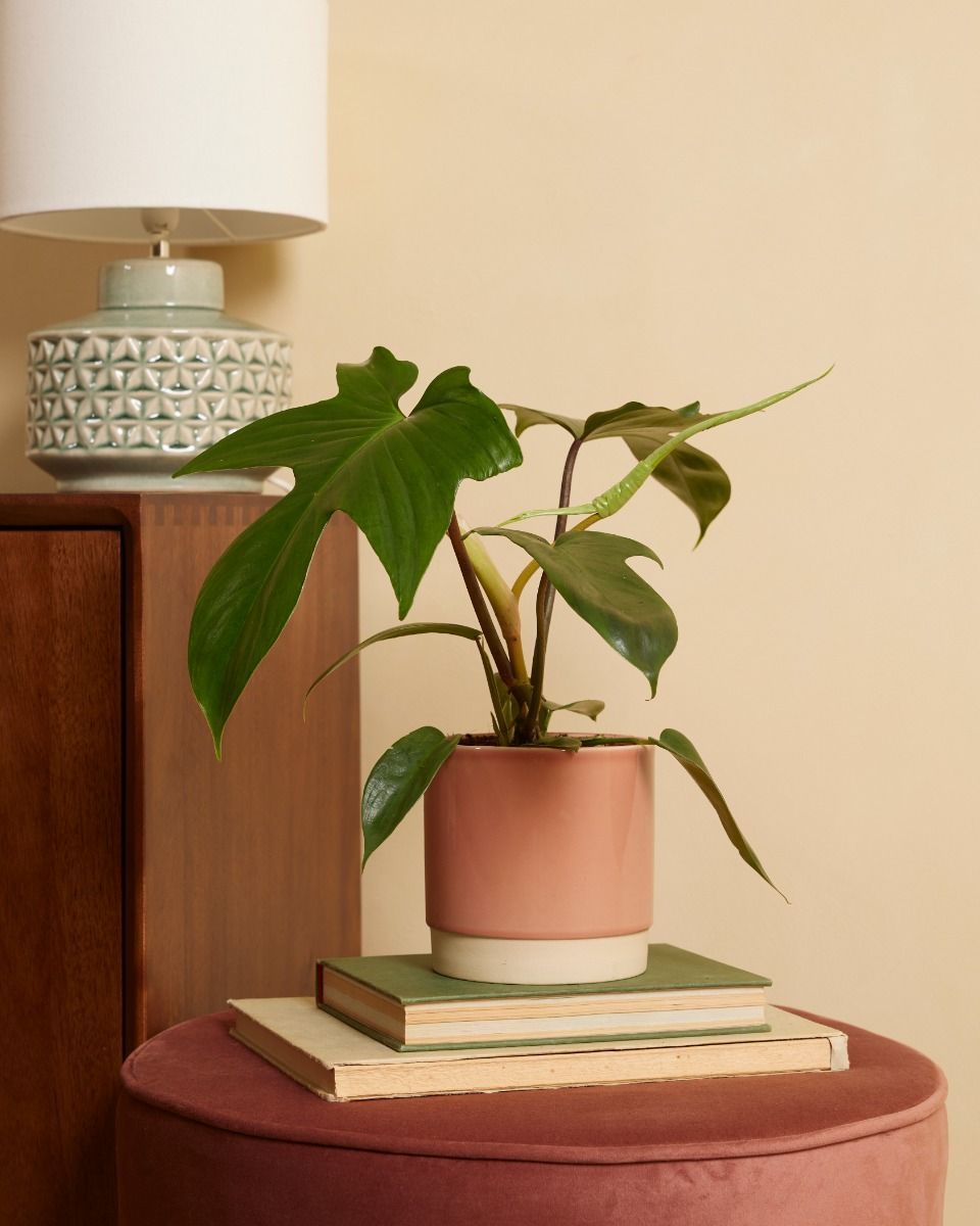 Philodendron Florida Green