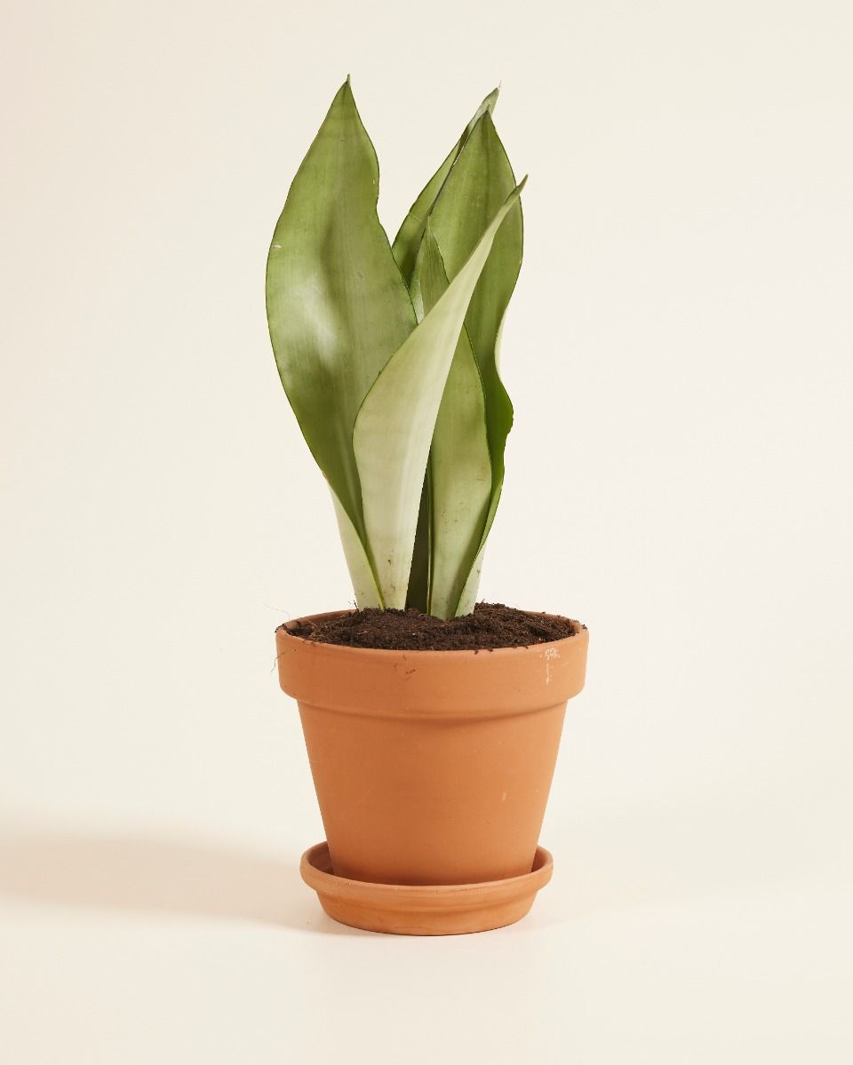 Sansevieria Trifasciata Moonshine Lingua di suocera Snake Plant