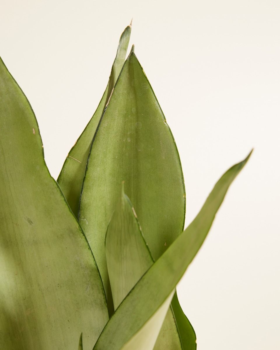 Sansevieria Trifasciata Moonshine Lingua di suocera Snake Plant