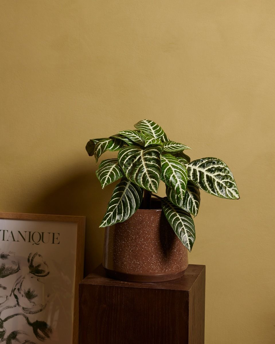 Aphelandra Squarrosa