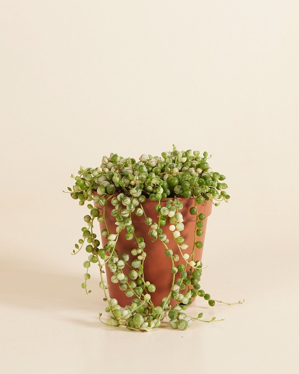 Senecio Rowleyanus Variegated