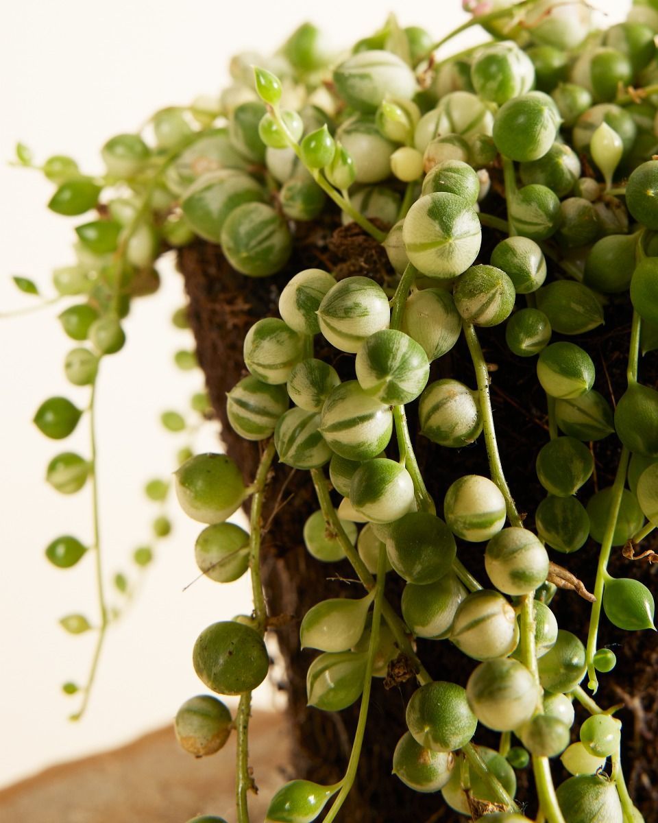 Senecio Rowleyanus Variegated
