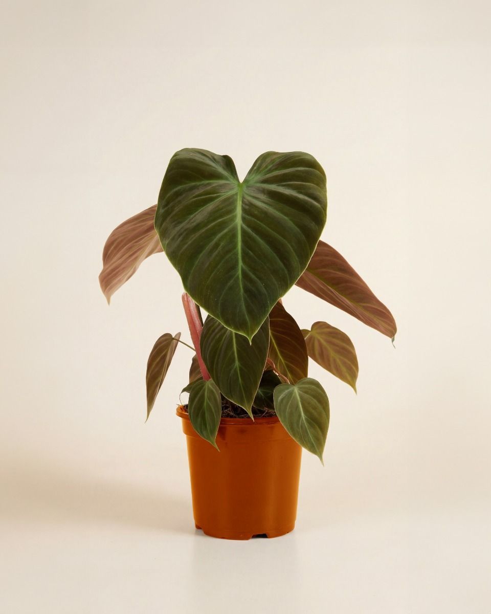 Philodendron El Choco Red
