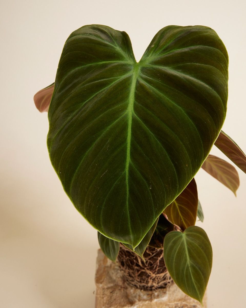 Philodendron El Choco Red