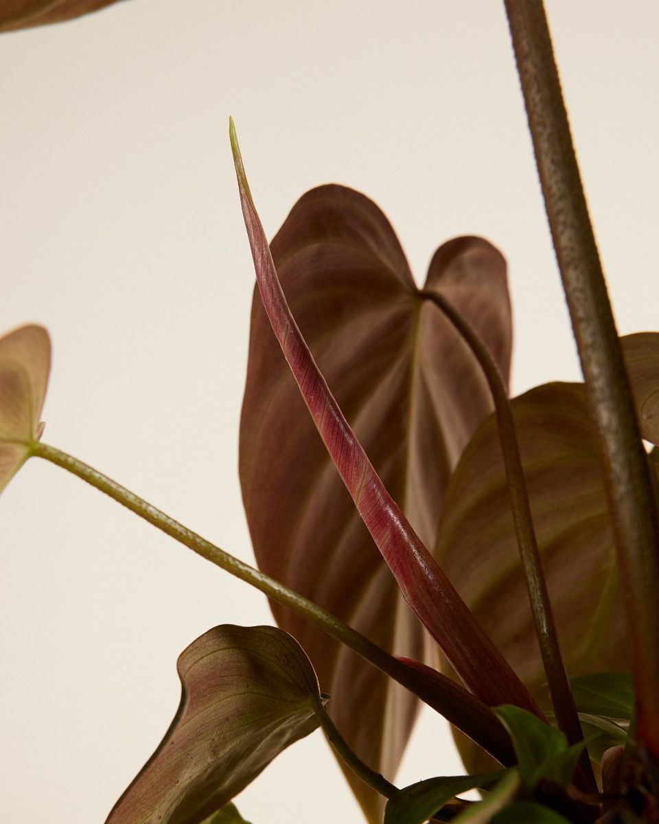 Philodendron El Choco Red
