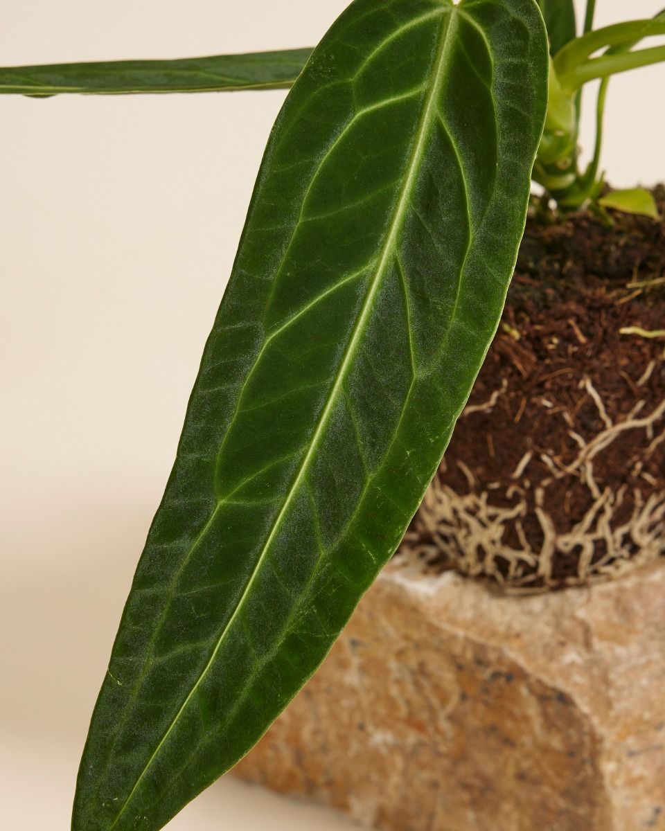 Anthurium Queen Anthurium Warocqueanum