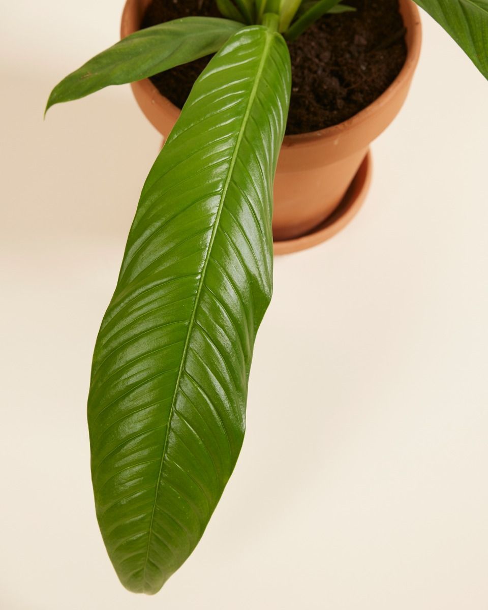 Philodendron Campii