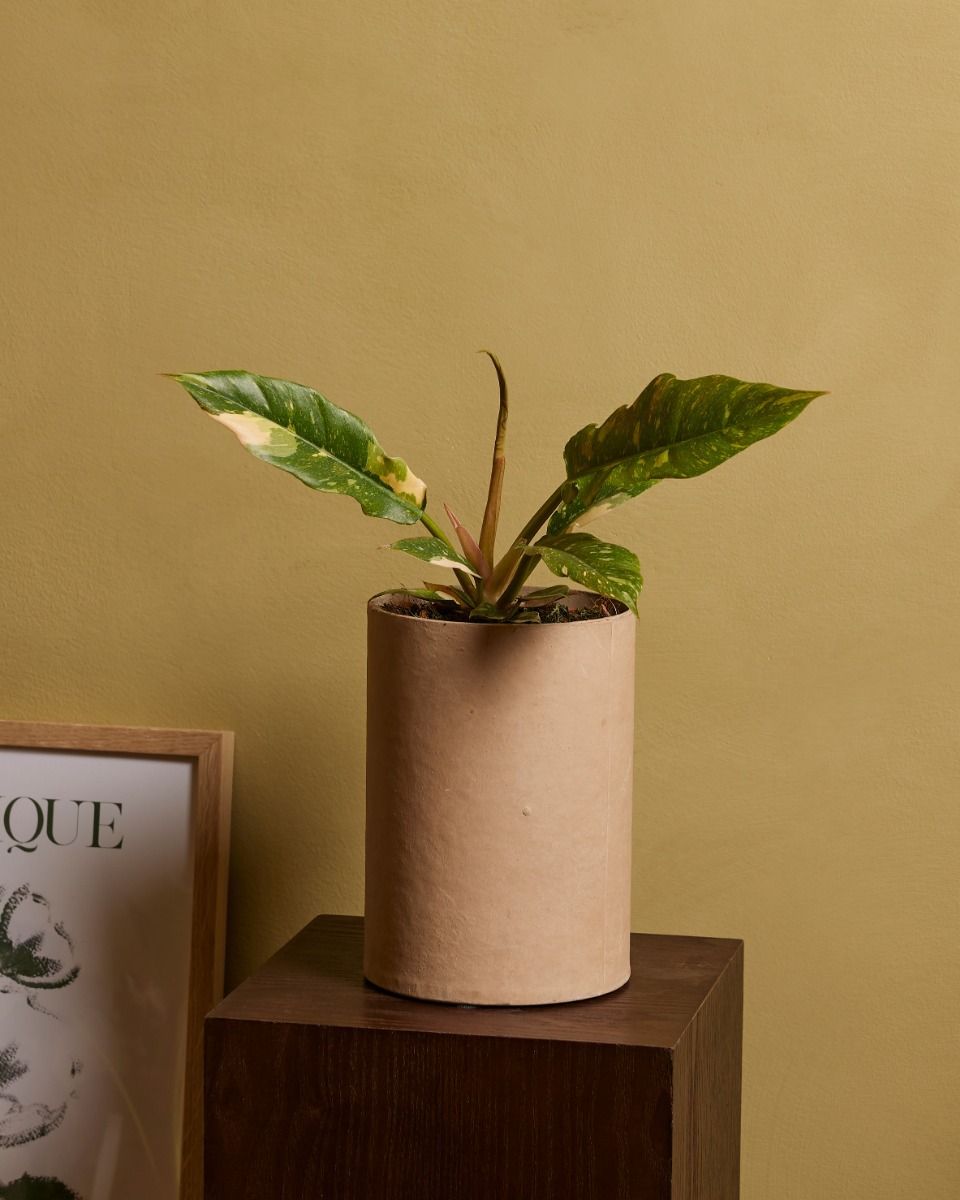 Philodendron Ring of Fire