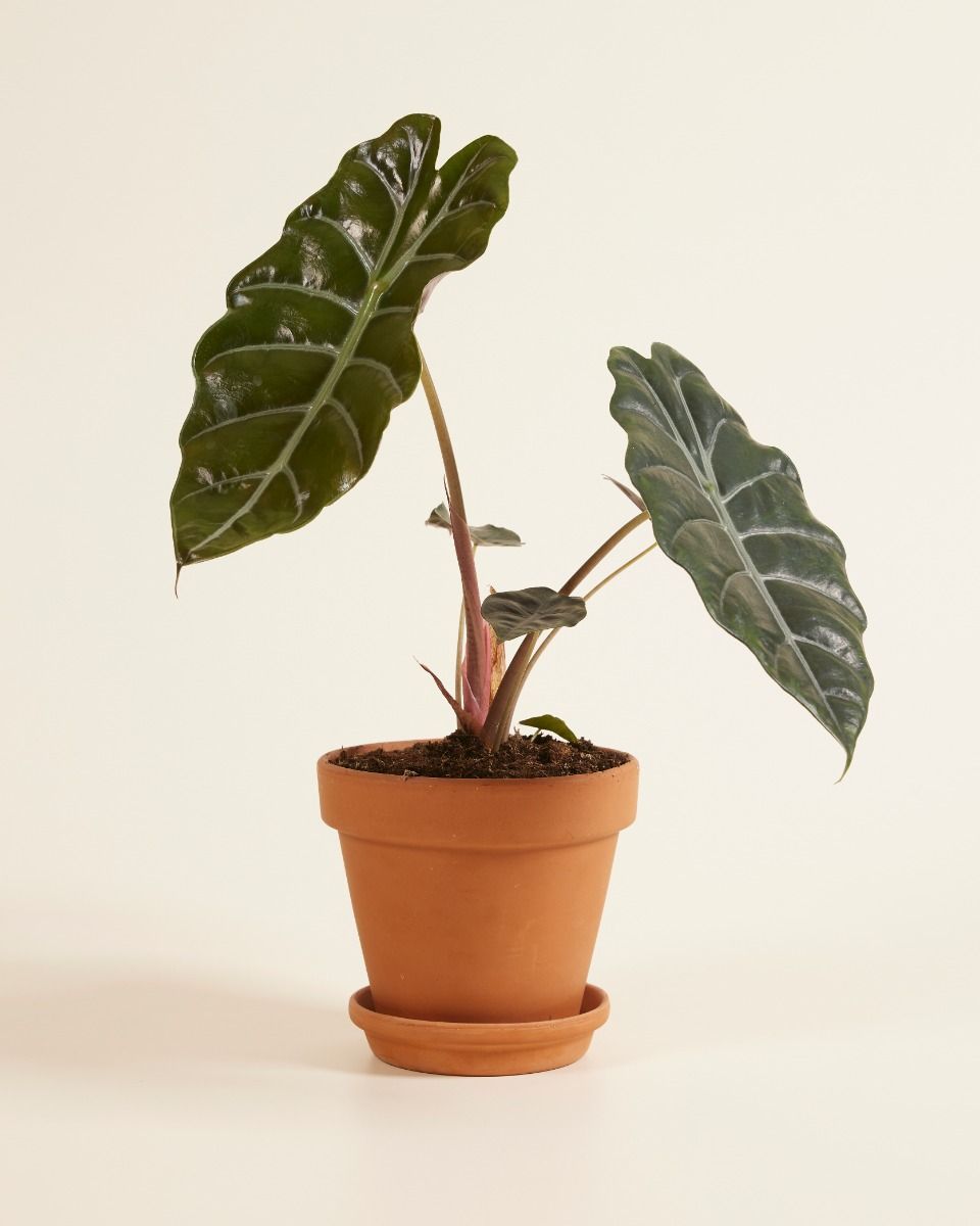 Alocasia Elefantenohr Chantrieri