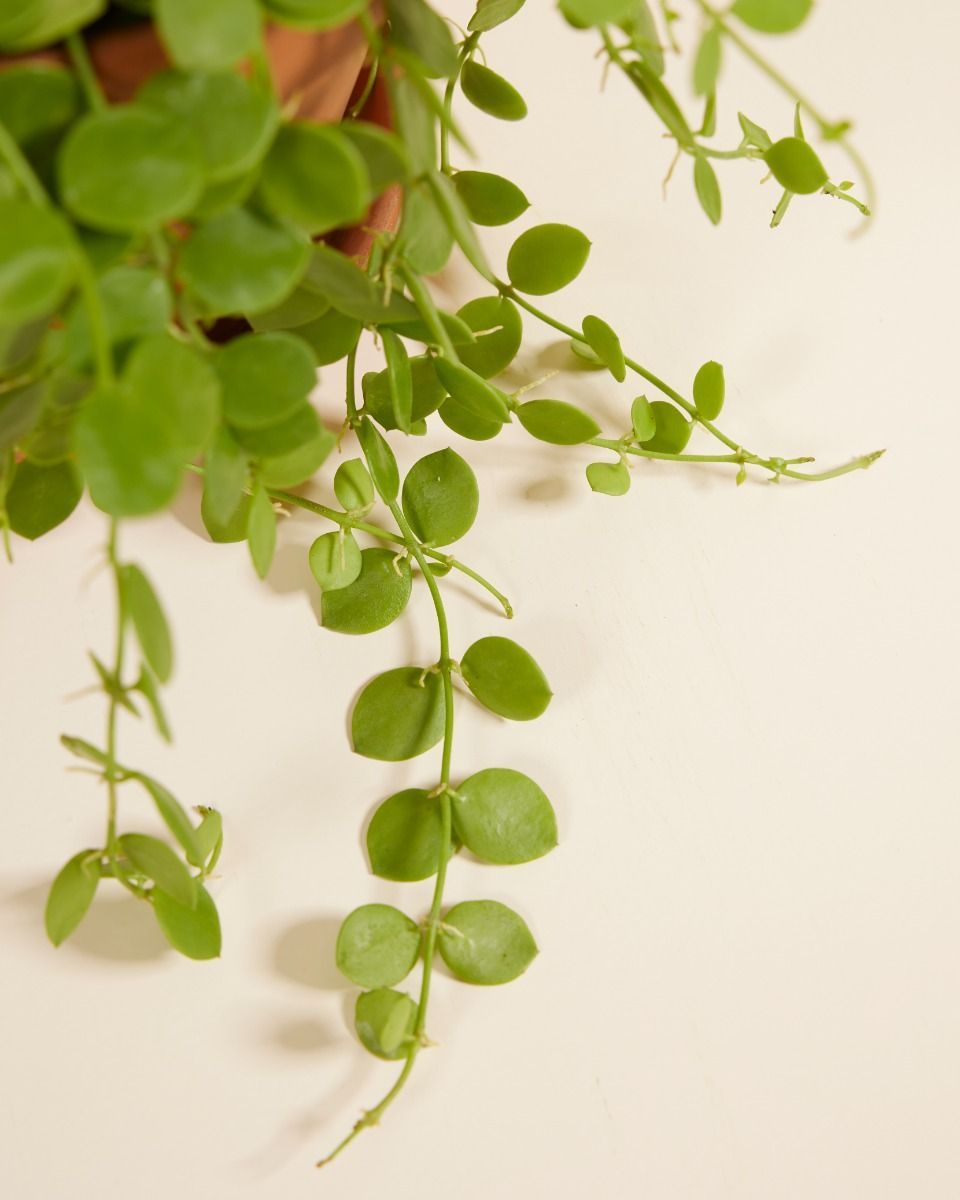 Dischidia Nummularia