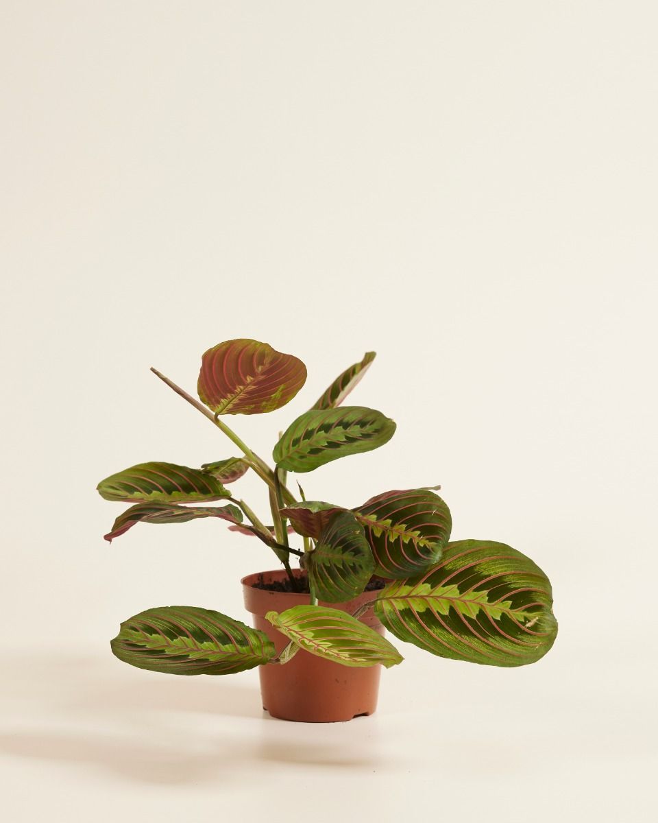 Maranta Leuconeura Fascinator
