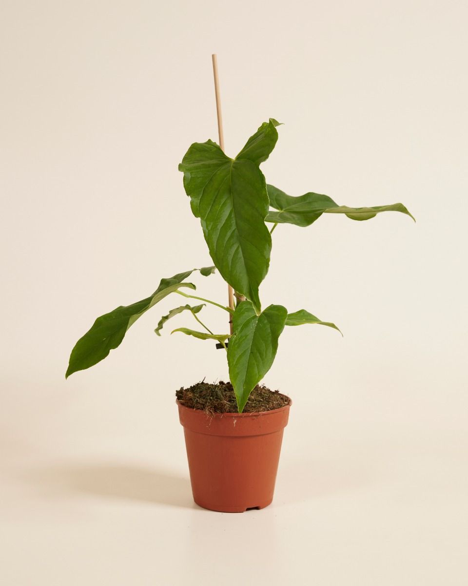 Anthurium Langue de feu Balaoanum