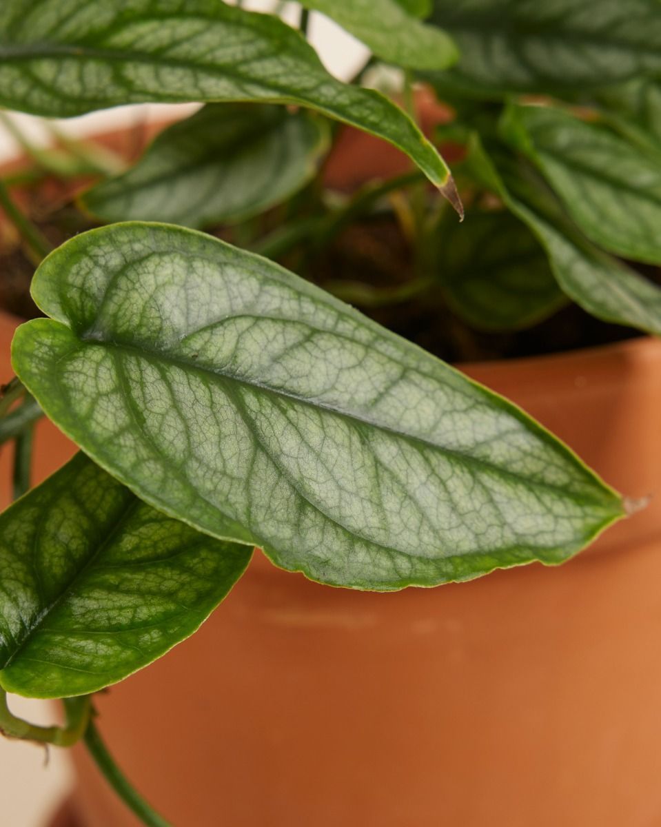 Monstera Plante-gruyère Siltepecana 