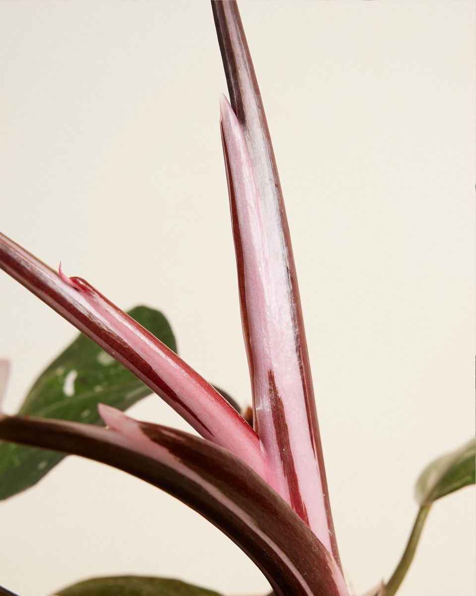 Philodendron Red Anderson