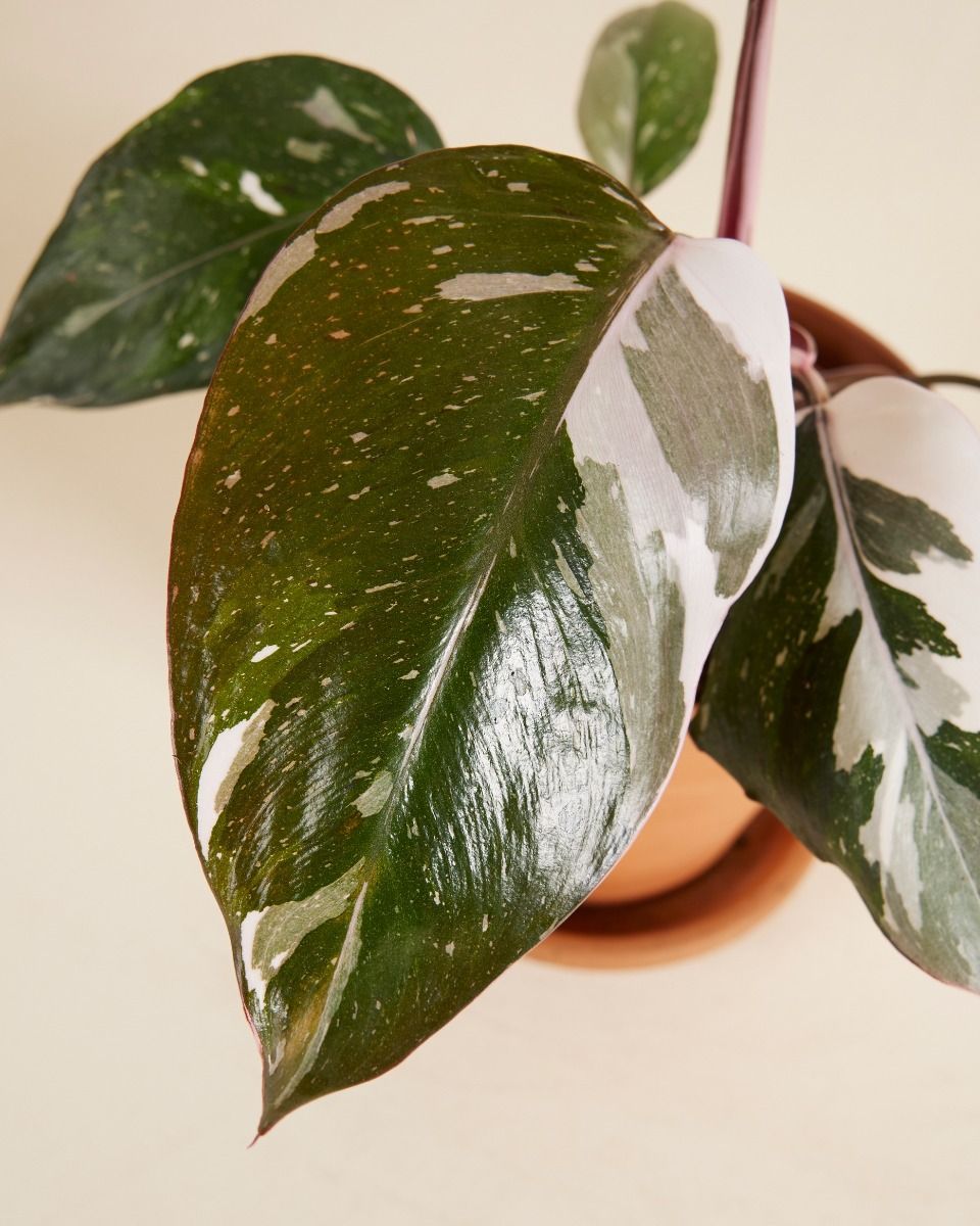 Philodendron Red Anderson