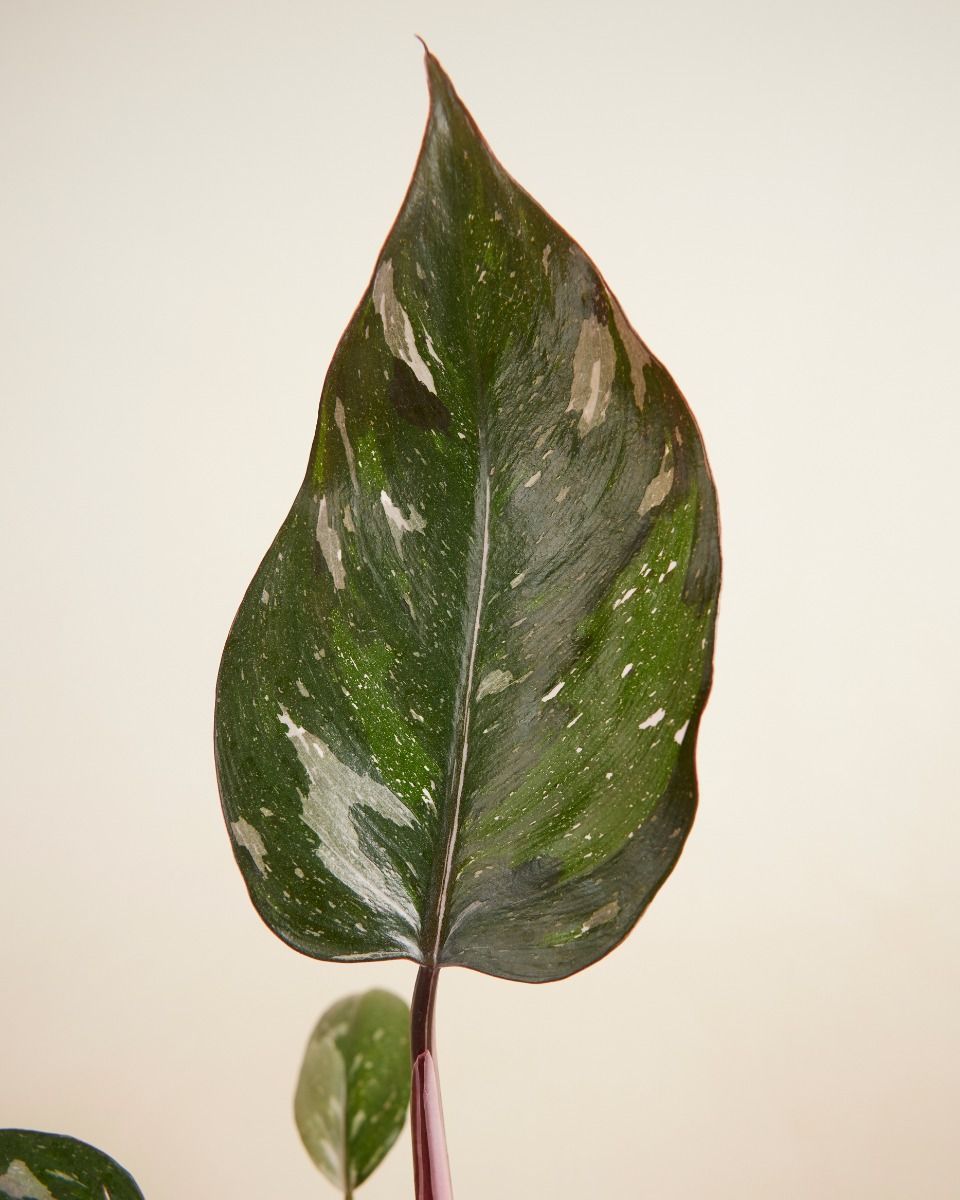 Philodendron Red Anderson