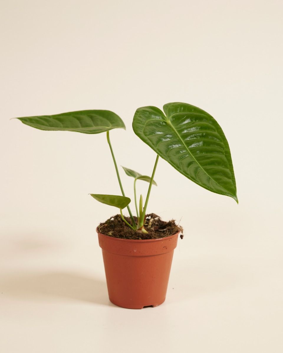Anthurium Flamingo flowers Veitchii