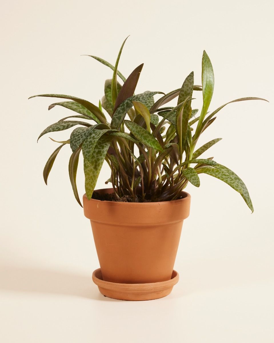 Ledebouria Socialis