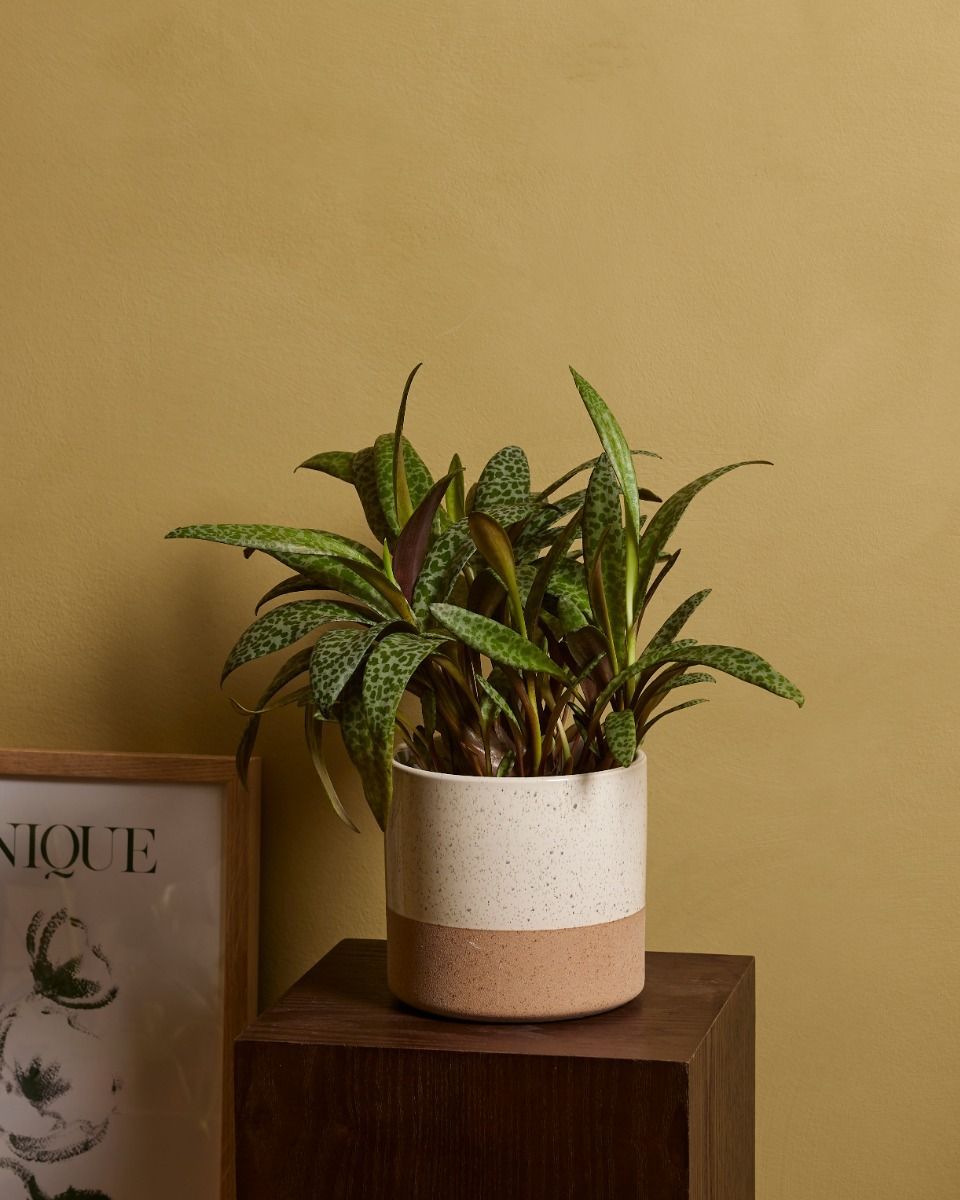 Ledebouria Socialis