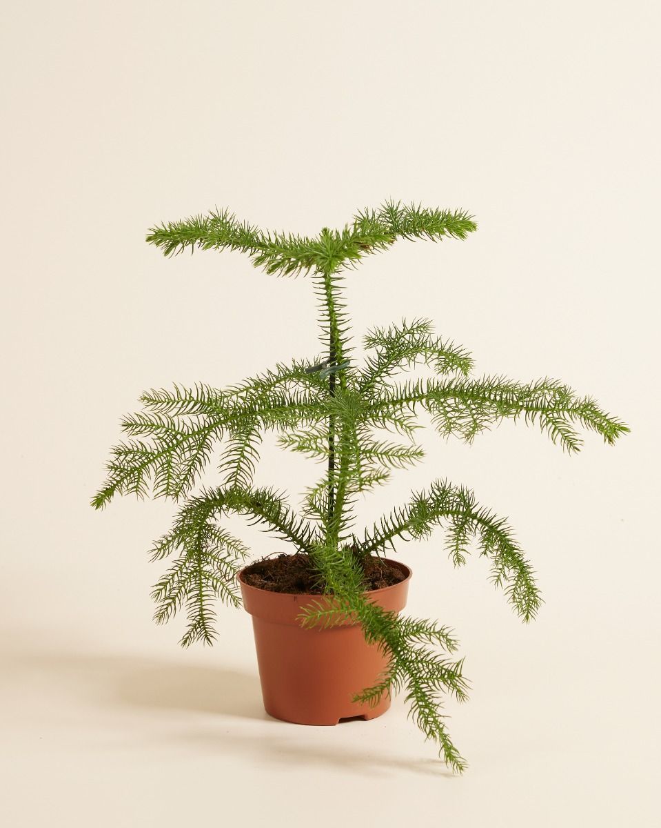 Araucaria Norfolk Island Pine Heterophylla