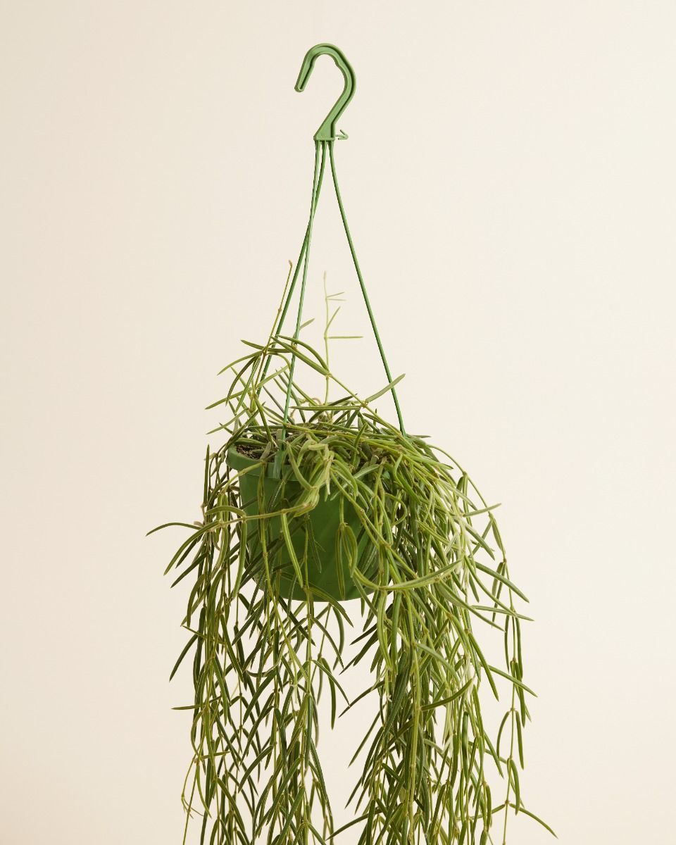 Hoya Fleur de Porcelaine Linearis