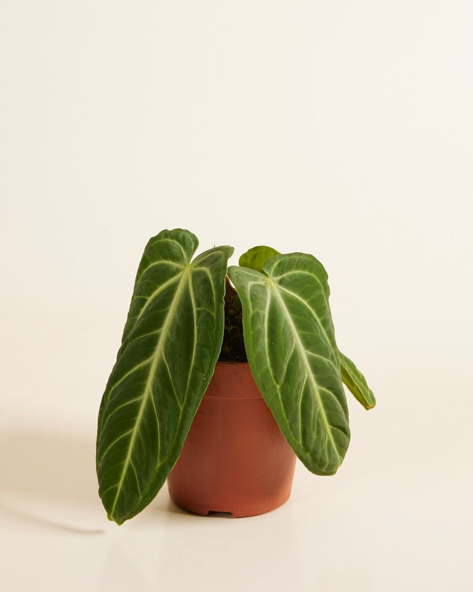 Anthurium Flamingo Flowers Villenaorum 