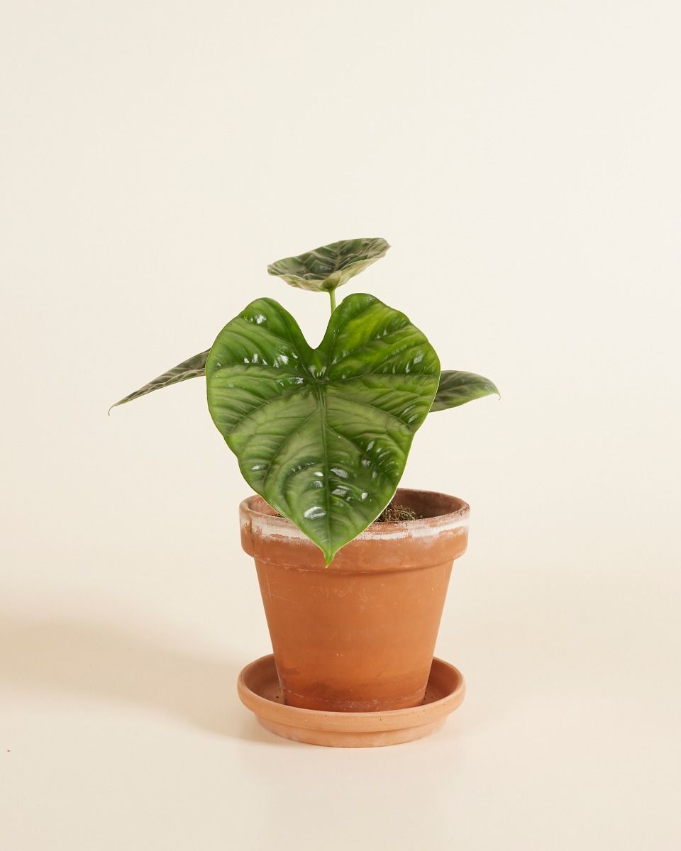 Alocasia Orecchie di Elefante Lukiwan 