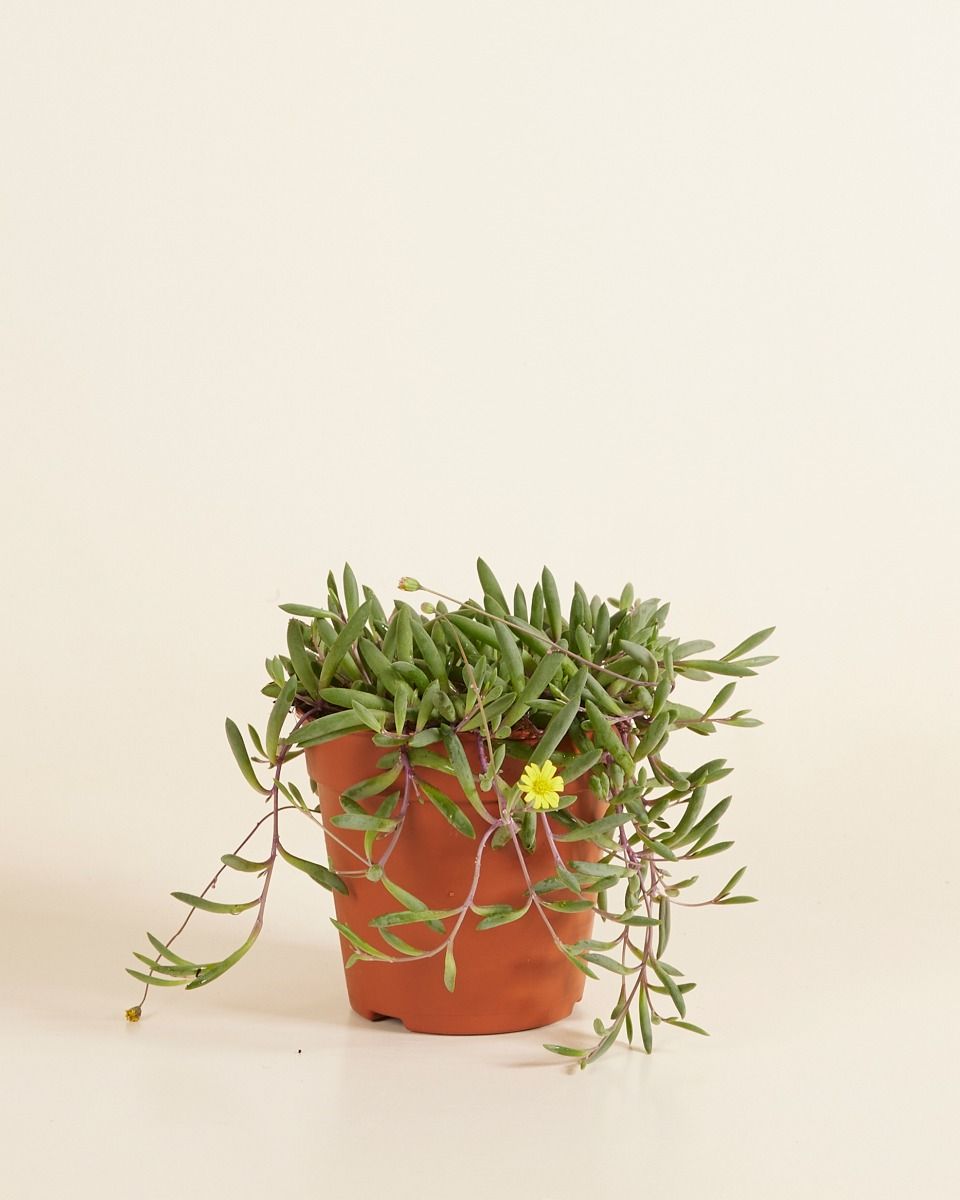Senecio String of Bananas Herreianus Purple Flush