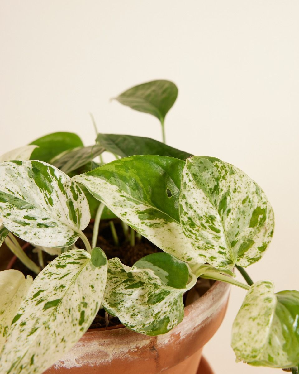 Epipremnum Pothos Pinnatum Marble Variegata
