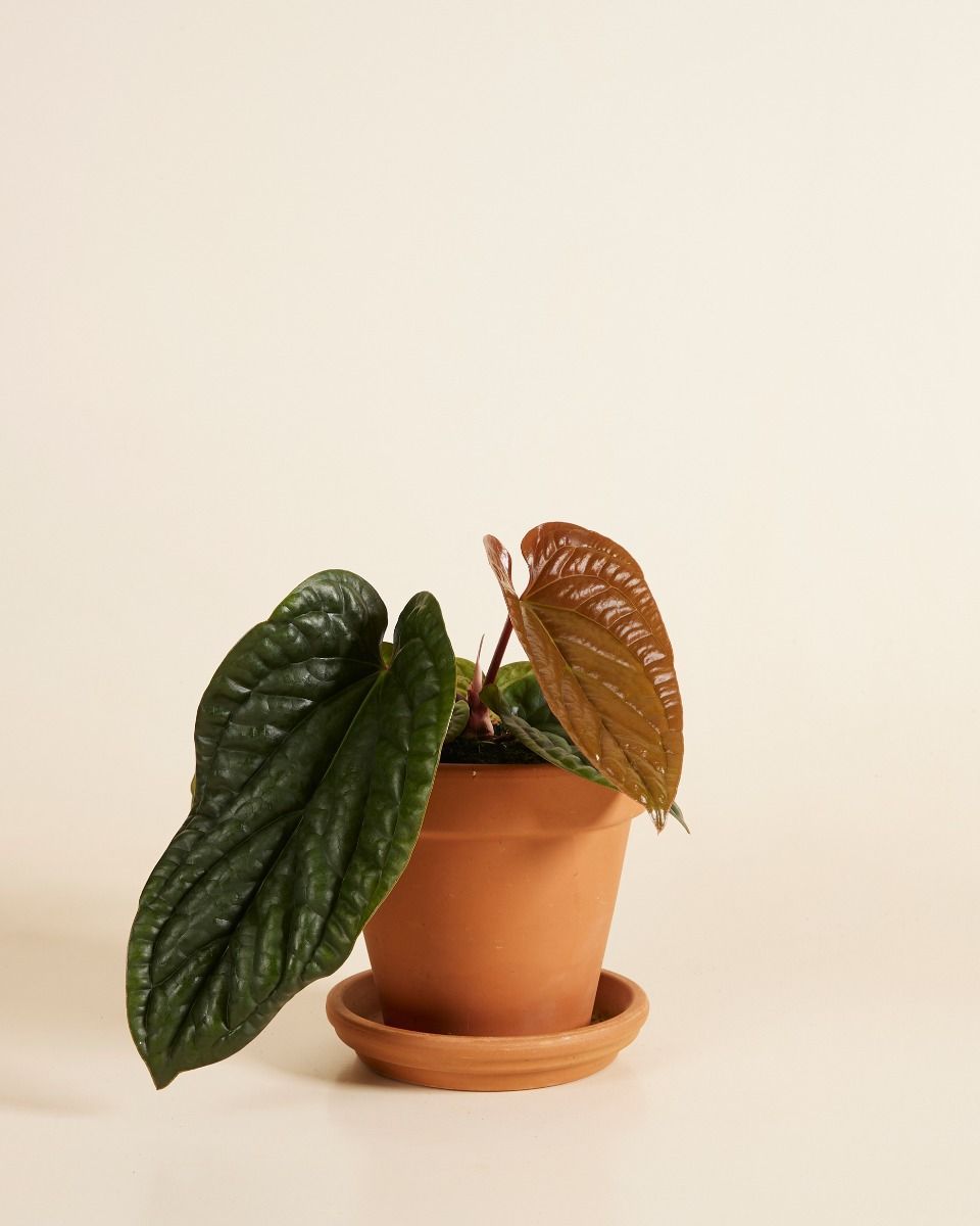 Anthurium Luxurians x Radicans