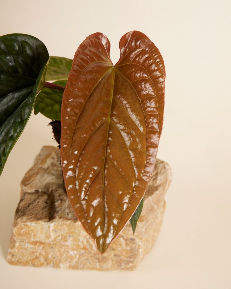 Anthurium Luxurians x Radicans